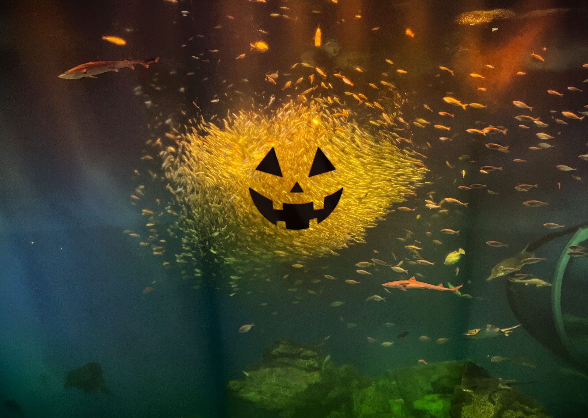 Tràn ngập sắc thu♪ “AUTUMN AQUAWORLD 9” sẽ được tổ chức từ ngày 16/2023