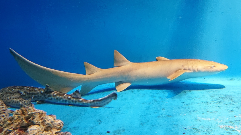 First exhibition at our museum! Giant shark