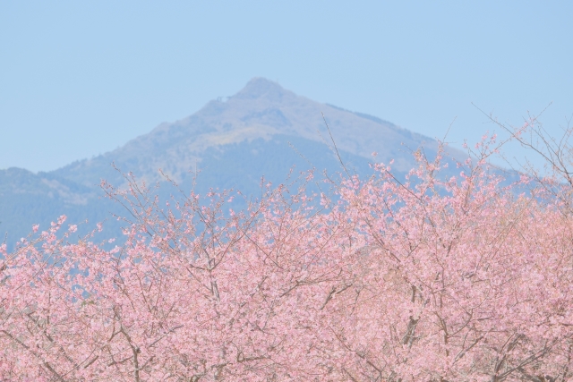 “Blooming Aqua World Oarai ~Spring~” ตู้ซากุระ