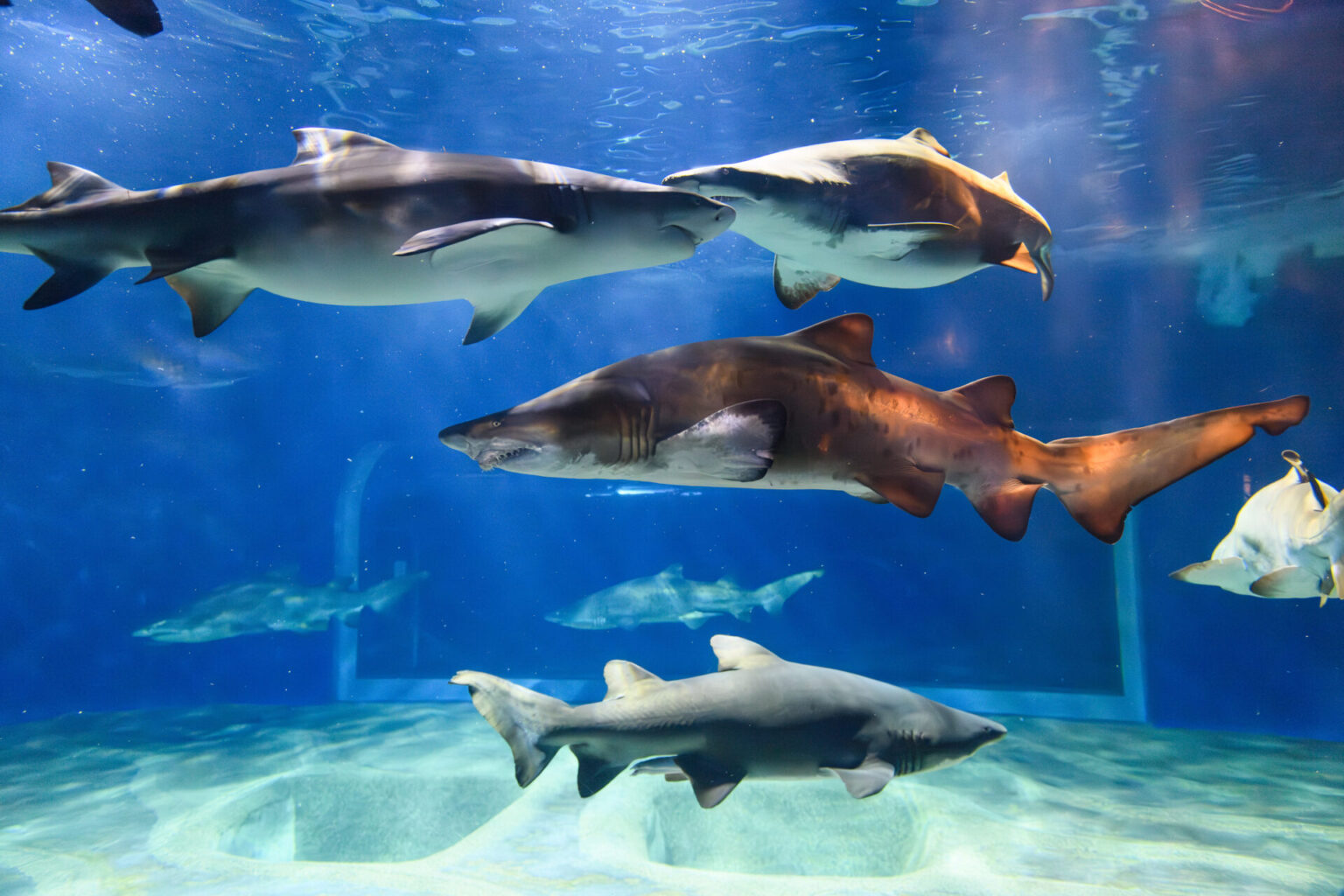 We Presented Our Research On Breeding Of Sand Tiger Sharks At The we-presented-our-research-on-breeding-of-sand-tiger-sharks-at-the