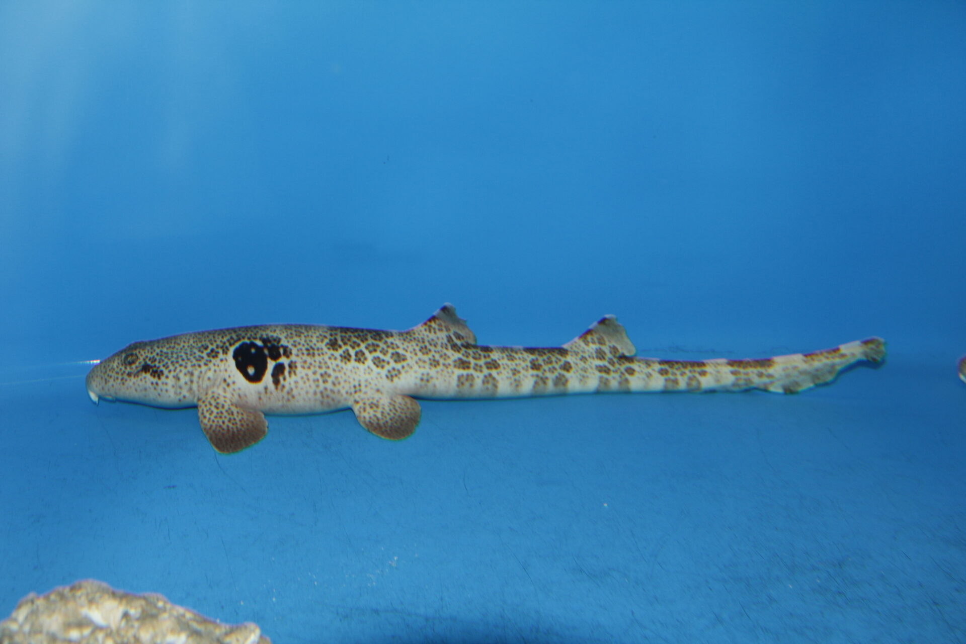 オオタキ　タイガーシャーク バハマ・タイガーシャークトリップ 2014 初日からタイガーシャーク目撃