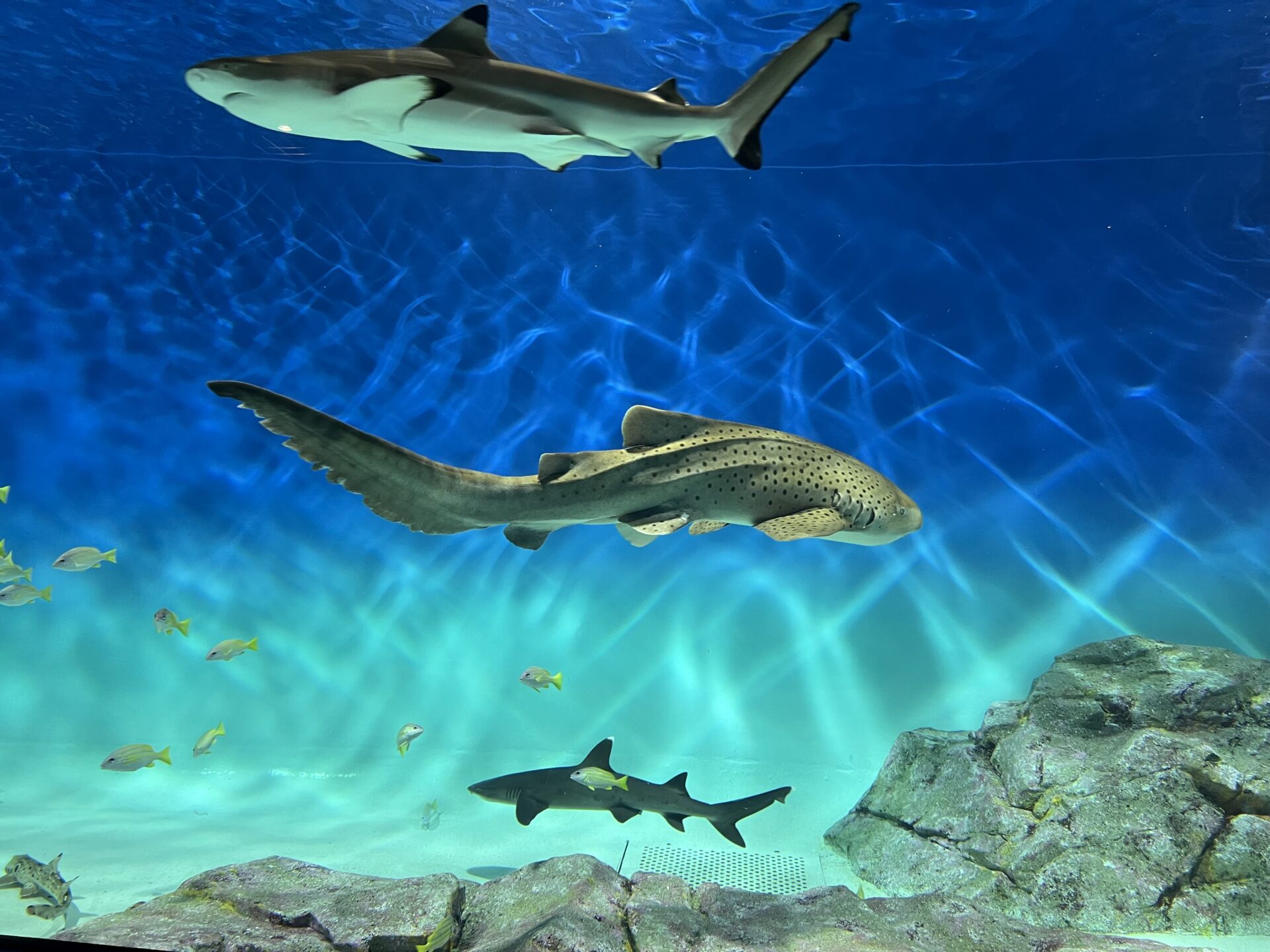 アクアワールド・大洗について | アクアワールド茨城県大洗水族館【公式】