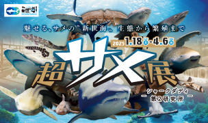 ¡Hasta el 4 de abril! "Exposición de supertiburones: laboratorio de investigación Shark Daddy 6nd"
