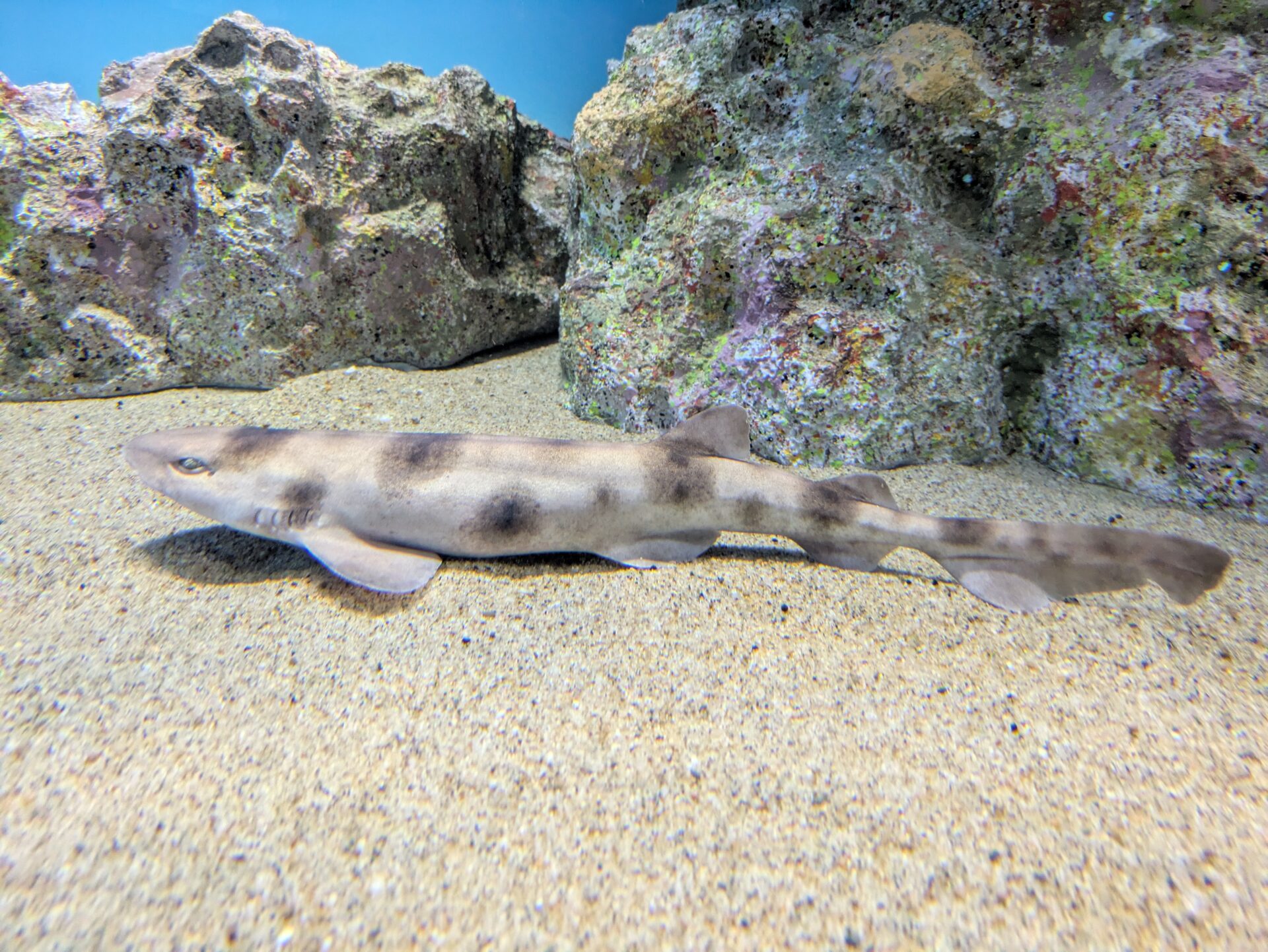 サラワクスウェルシャーク | アクアワールド茨城県大洗水族館【公式】