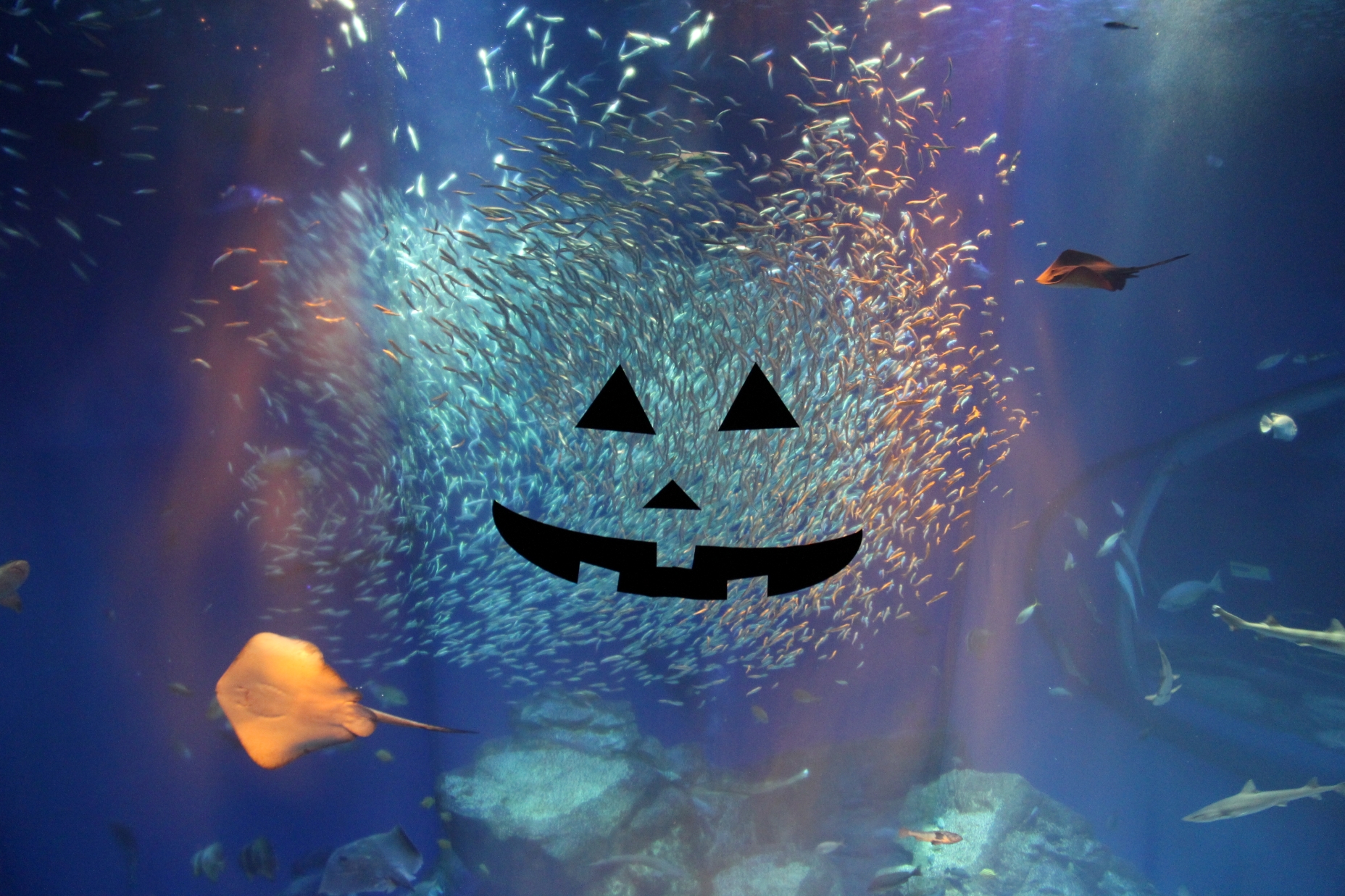 10月18日・25日限定　特別ナイトイベント「ハロウィンナイト」