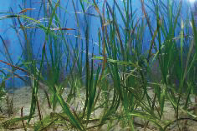 問題1.ブルーカーボン