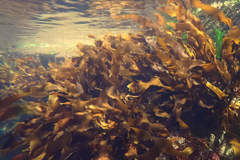 問題1.ブルーカーボン