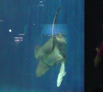 シロワニの繁殖