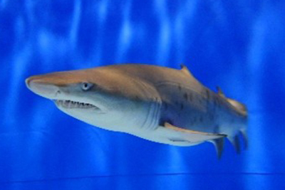 シロワニの繁殖