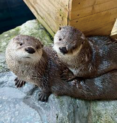 環境エンリッチメント