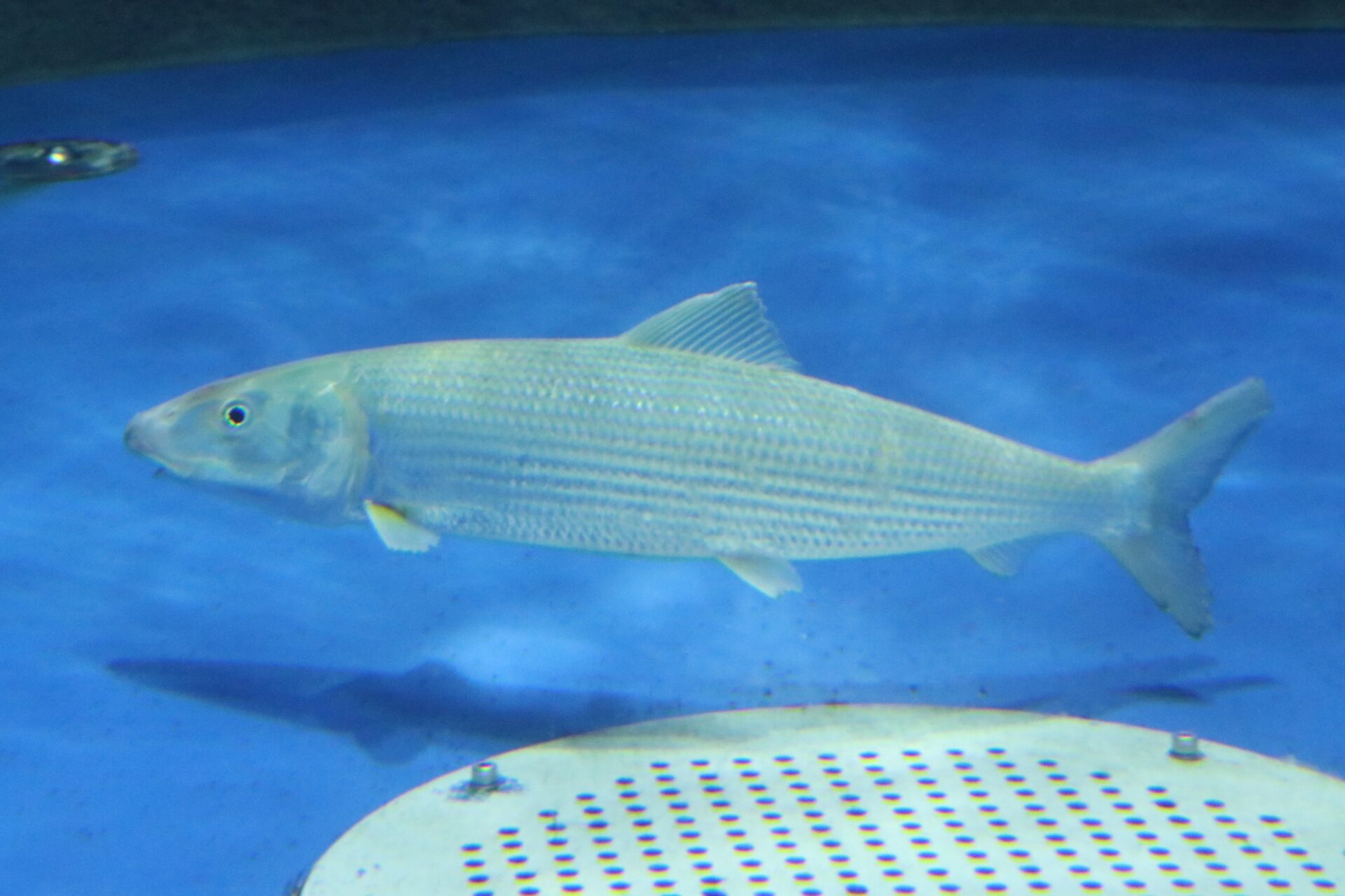 当館初展示！南海の珍魚「ソトイワシ」展示中