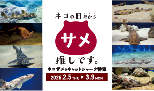 ネコの日だからサメ推しです。ネコザメ＆キャットシャーク特集