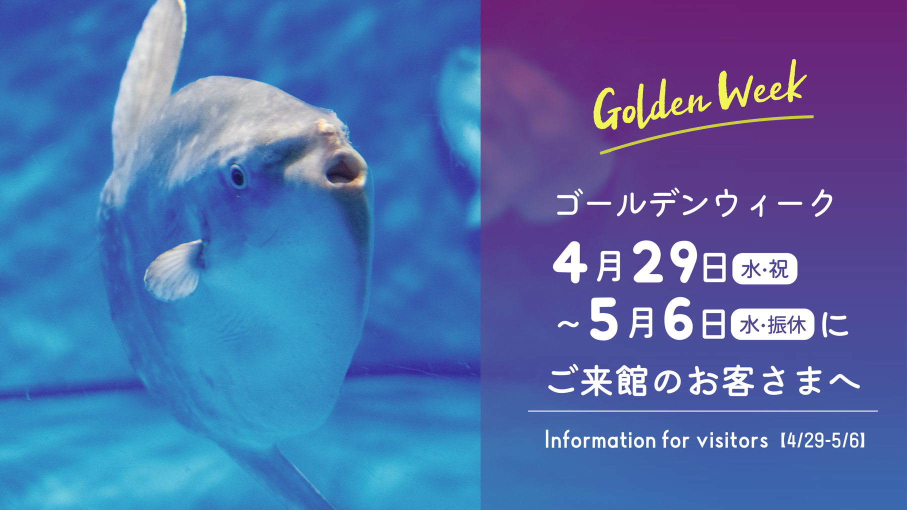 サメがすごい。けどサメだけじゃない。