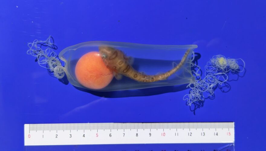 展示水槽で成魚が産卵した卵