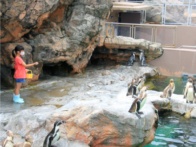 Penguin Breeding Experience