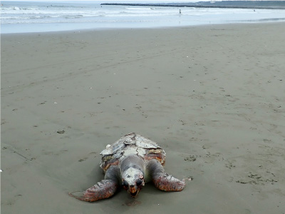 搁浅调查