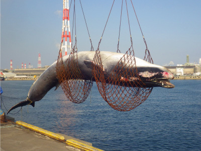 ナガスクジラの迷入