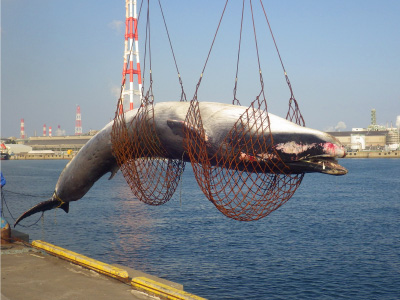 Wandering fin whale