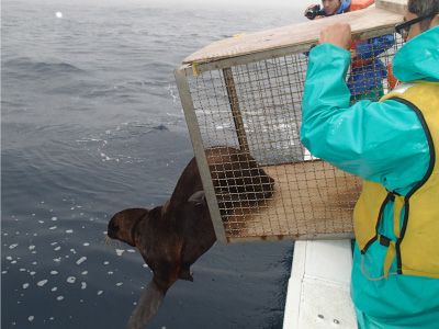 Protección de los lobos marinos del norte