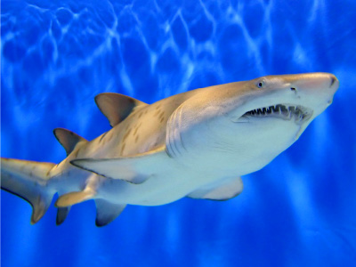Baby of sand tiger shark