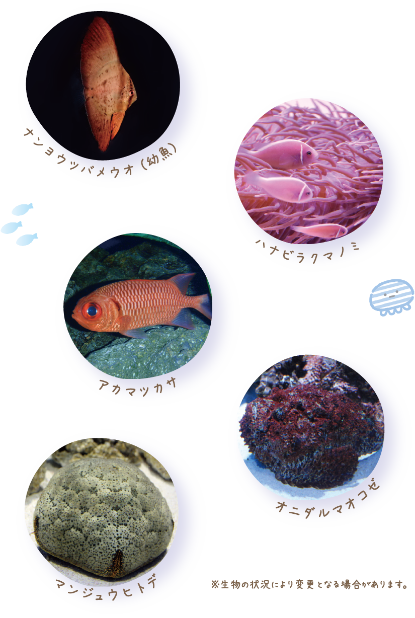 ปลาค้างคาวยักษ์ (วัยอ่อน) ปลาดอกไม้ทะเลขาว ปลาสนแดง ปลาหิน