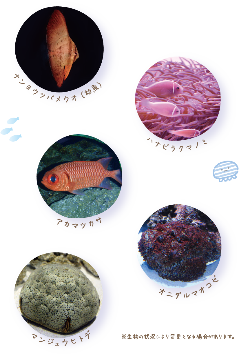 巨型蝙蝠鱼(幼年) White anemonefish Red pine fish Stonefish